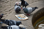 Interspecies Feast - site specific performance