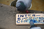 Interspecies Feast - site specific performance