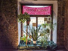Nice Flowers - Zofia Bystrzycka